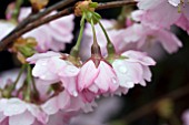 PRUNUS ACCOLADE