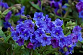 PULMONARIA BLUE ENSIGN