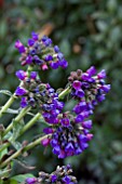 PULMONARIA E.B ANDERSON (BERTRAM ANDERSON)