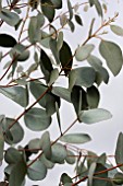 EUCALYPTUS GLAUCESCENS