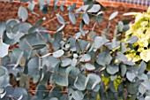 EUCALYPTUS GLAUCESCENS