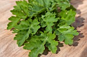 GREEN FEVERFEW (CHRYSANTHEMUM PARTHENIUM)