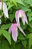 CLEMATIS ALPINA FOXY