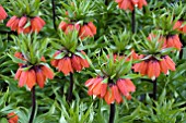 FRITILLARIA IMPERIALIS GARLAND STAR