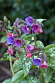 PULMONARIA MAJESTE