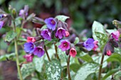 PULMONARIA MAJESTE