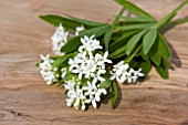 WOODRUFF ON A CHOPPING BOARD