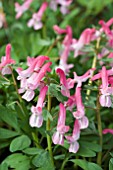 CORYDALIS BETH EVANS