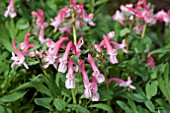 CORYDALIS BETH EVANS