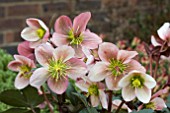 HELLEBORUS PIROUETTE