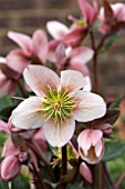 HELLEBORUS PIROUETTE