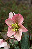 HELLEBORUS RUBY GLOW