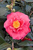CAMELLIA GUILIO NUCCIO