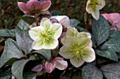 HELLEBORUS WINTER MOONBEAM