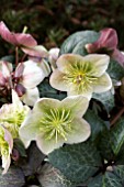 HELLEBORUS WINTER MOONBEAM