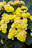 BEGONIA LEMON DROP