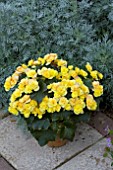 BEGONIA LEMON DROP IN A TUB