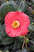 CAMELLIA JUPITER