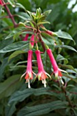 FUCHSIA DENTICULATA