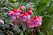 FUCHSIA HEIDI ANN