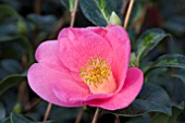 CAMELLIA GOLDEN SPANGLES