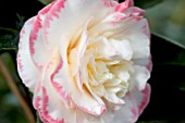 CAMELLIA MARGARET DAVIS