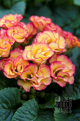 PRIMULA_PRIMLET_SUNRISE