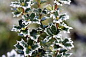 BERBERIS DARWINII IN THE FROST