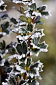 BERBERIS DARWINII IN THE FROST