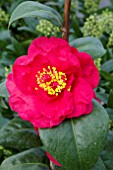 CAMELLIA DOCTOR BURNSIDE