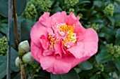 CAMELLIA R L WHEELER