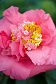 CAMELLIA R L WHEELER