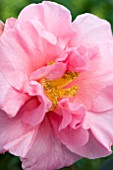 CAMELLIA LEONARD MESSEL