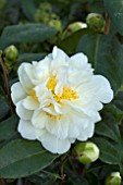 CAMELLIA SILVER ANNIVERSARY