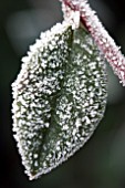 COTONEASTER LACTEUS LEAF WITH FROST