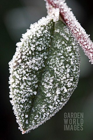 COTONEASTER_LACTEUS_LEAF_WITH_FROST