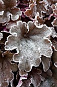 HEUCHERA PEACH FLAMBE IN FROST