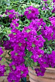 VERBENA AZTEC MAGIC PLUM