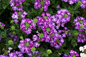 VERBENA AZTEC MAGIC PURPLE