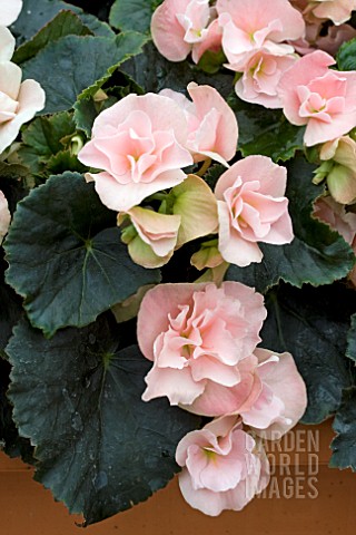 BEGONIA_BLUE_SKY_APPLEBLOSSOM