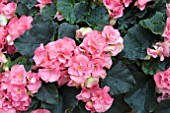 BEGONIA BLUE SKY PINK