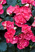 BEGONIA BLUE SKY RED