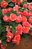 BEGONIA FIESTA OLE SALMON