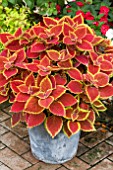 COLEUS TRUSTY RUSTY