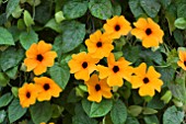 THUNBERGIA SUNSHINE SUZIE RED/ORANGE