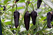 CHILLI GUSTO PURPLE