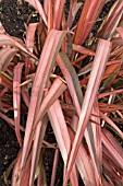 PHORMIUM PINK PANTHER