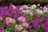 CLEOME ODYSSEE