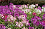 CLEOME ODYSSEE