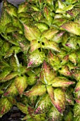 COLEUS GLENISS